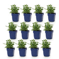 Green boutiQ - Stauden - Salvia nem. Sense Deep Pink - Steppensalbei - Bienen- und Schmetterlingsmagnet - Rosa - 12 Pflanzen - Topf 11cm - Höhe 15-25cm