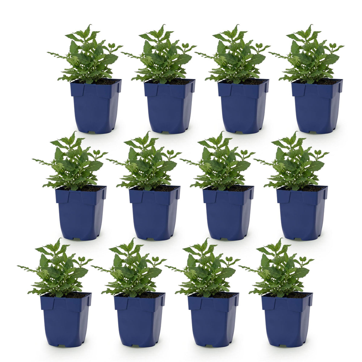 Green boutiQ - Vasteplant - Salvia nem. Sense Deepl Pink - Salie - Bijen en Vlinderlokkers - Roze - 12 Planten - Pot 11cm - Hoogte 15-25cm