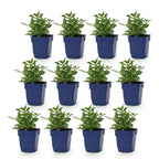 Green boutiQ - Stauden - Salvia nem. Sense Deep Pink - Steppensalbei - Bienen- und Schmetterlingsmagnet - Rosa - 12 Pflanzen - Topf 11cm - Höhe 15-25cm