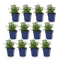 Green boutiQ - Vasteplant - Salvia nem. Sense Deepl Pink - Salie - Bijen en Vlinderlokkers - Roze - 12 Planten - Pot 11cm - Hoogte 15-25cm
