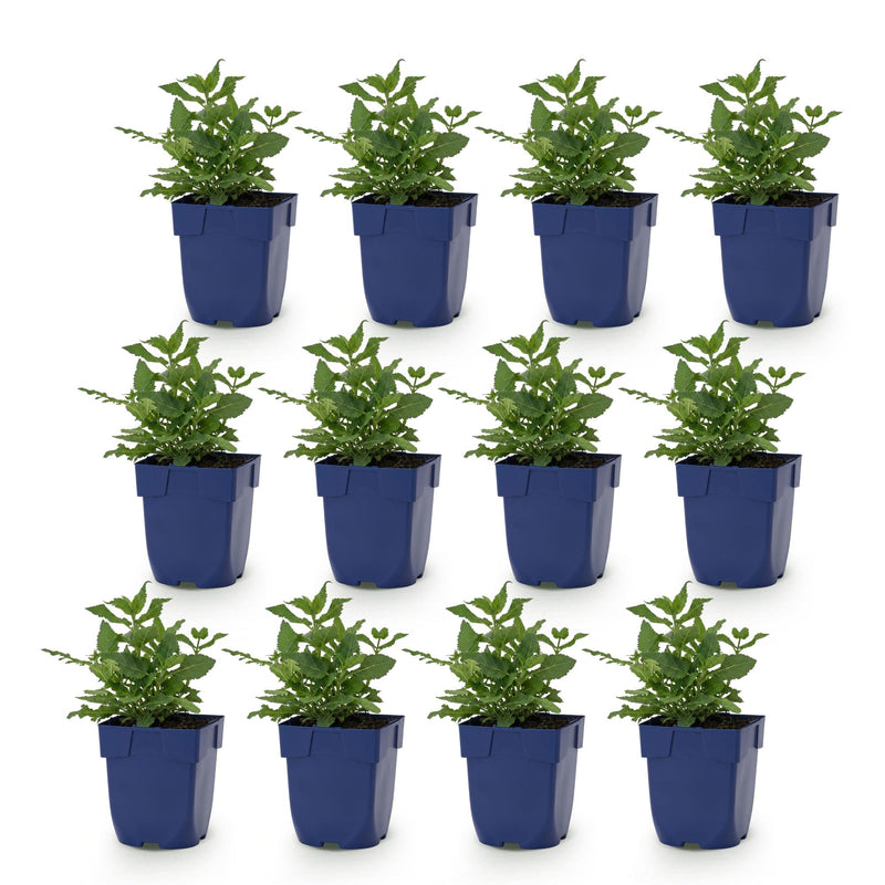 Green boutiQ - Vasteplant - Salvia nem. Sense Deepl Pink - Salie - Bijen en Vlinderlokkers - Roze - 12 Planten - Pot 11cm - Hoogte 15-25cm