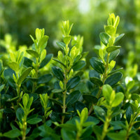 Green boutiQ - Buxus Haag - BetterBuxus Babylon Beauty - Resistant tegen de Buxus schimmel - 6 planten - 1 strekkende meter - pot 13cm hoogte 30-35