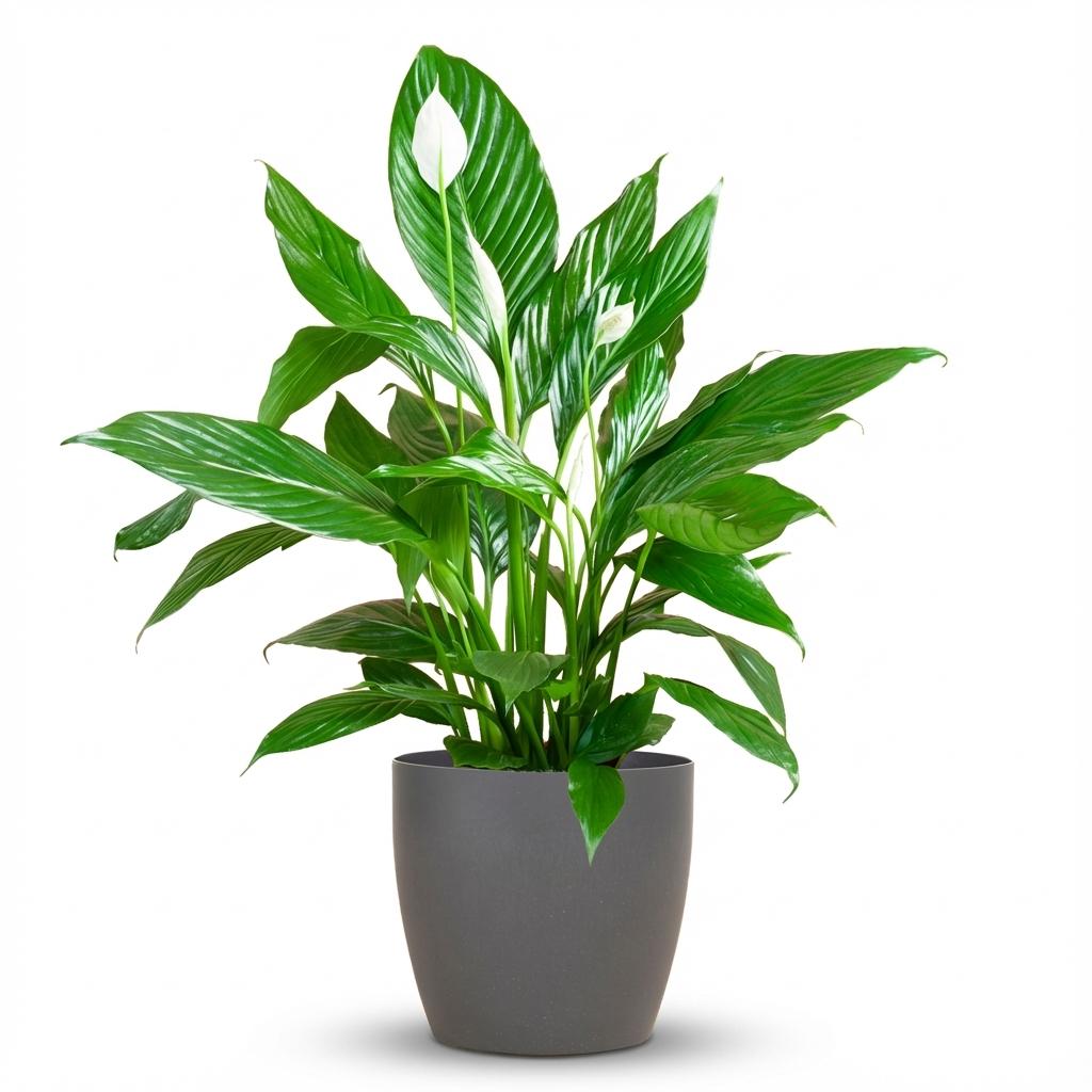 Green boutiQ - Plante d'intérieur - Fleur de lune - Spathiphyllum - Blanc - Entretien facile - 1 plante - avec pot gris - Pot 21cm - Hauteur 70 - 80cm