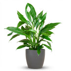 Green boutiQ - Plante d'intérieur - Fleur de lune - Spathiphyllum - Blanc - Entretien facile - 1 plante - avec pot gris - Pot 21cm - Hauteur 70 - 80cm
