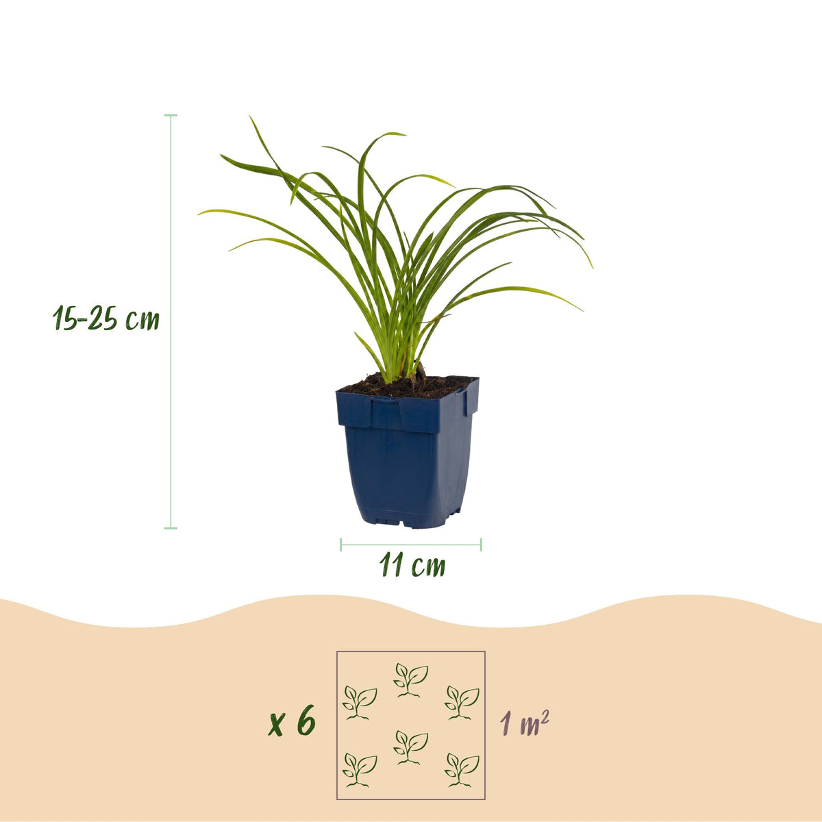 Green boutiQ - Plante vivace - Hemerocallis Stella d'Oro - Hémérocalle - Attire les abeilles et les papillons - Jaune - 24 Plantes - Pot 11cm - Hauteur 15-25cm