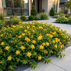 Green boutiQ - Stauden - Hypericum calycinum - Johanniskraut - Bienen- und Schmetterlingsmagnet - Gelb - 24 Pflanzen - Topf 11cm - Höhe 15-25cm