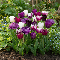 70x Tulipa Blueberry mix - Bosbeimix tulp - Diversen - Voorjaarsbloeier - Bolmaat 11/12