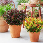 Green boutiQ - Gartenpflanze - Leucothoe Curly Duo - Gelb & Rot - 2 Pflanzen - Immergrün - Pflegeleicht - Topf 17cm Höhe 40cm