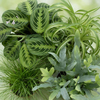 Green boutiQ - Kamerplant - Chlorophytum - Cyperus - Phlebodium - Marantha - Mix van 4 - Huisdiervriendelijke Planten - Groen - 4 Planten - met Potter Grijs - Pot 12cm - Hoogte 25cm