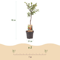 Green boutiQ - Fruitboom - Prunus domestica Victoria - Appelboom - Winterhard - Roze-Oranje Appel - 1 Plant - Pot 21cm - Hoogte 90cm