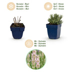 Green boutiQ - Plante vivace - Lavandula ang. Rosea - Lavande - Parfumée - Rose - 24 Plantes - Pot 11cm - Hauteur 15-25cm