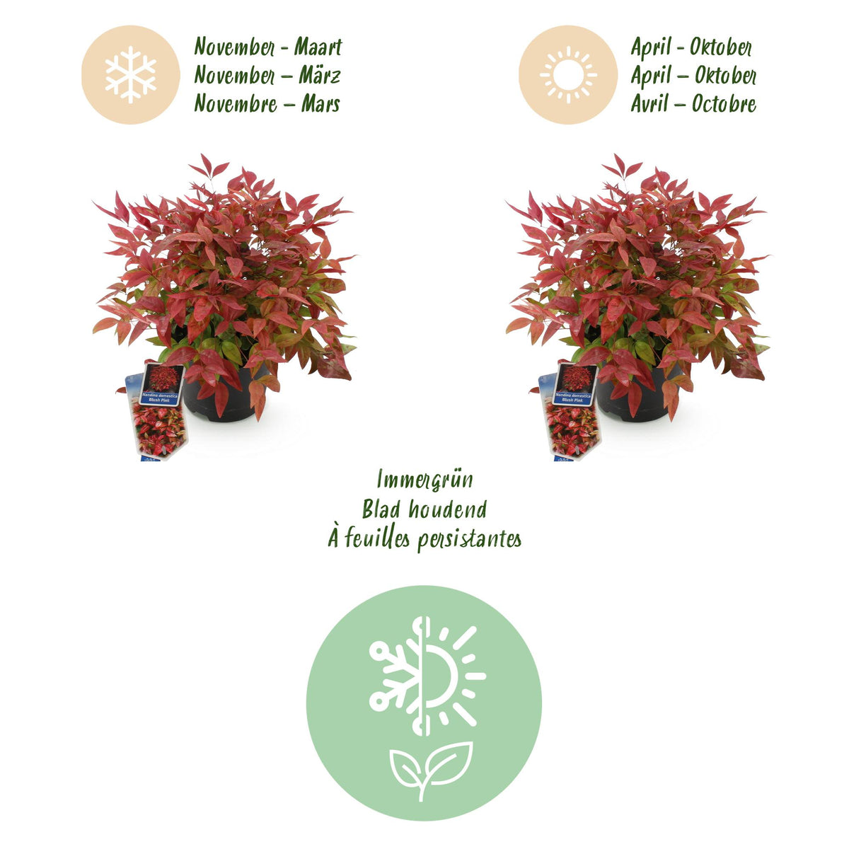 Green boutiQ - Plante de jardin - Nandina Blush Pink - Rose foncé - 2 plantes - Persistant - Peu d'entretien - Pot 17cm Hauteur 40cm