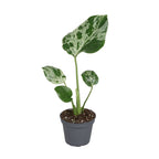 Monstera Deliciosa Bulbarsaur - Monstera Deliciosa Bulbarsaur - Green - Tropical - Ø6cm - ↕18cm