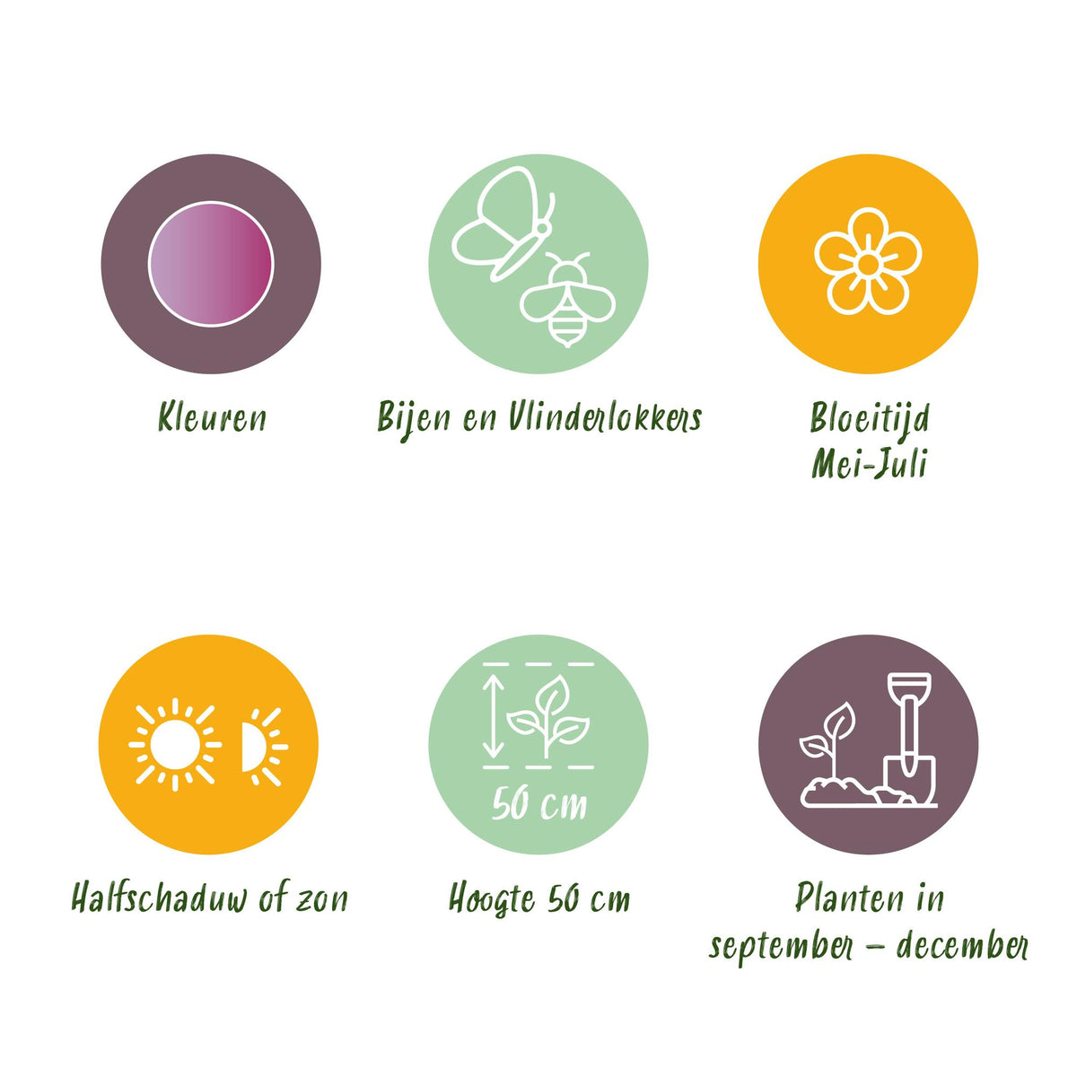 Green boutiQ - Bloembollen - Allium Christophii - Kleur Paars - 15 stuks - Bolmaat 10/2 - XXL Pack
