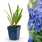 Green boutiQ - Stauden - Agapanthus africanus - Schmucklilie - Bienen- und Schmetterlingsmagnet - Blau - 6 Pflanzen - Topf 11cm - Höhe 15-25cm