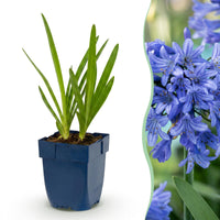 Green boutiQ - Vasteplant - Agapanthus africanus - Afrikaanse Lelie - Bijen en Vlinderlokkers - Blauw - 6 Planten - Pot 11cm - Hoogte 15-25cm