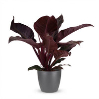 Green boutiQ - Kamerplant - Philodendron - Philodendron Imperial Red - Rood - Weinig onderhoud - 1 Plant - met Potter Grijs - Pot 19cm - Hoogte 60cm