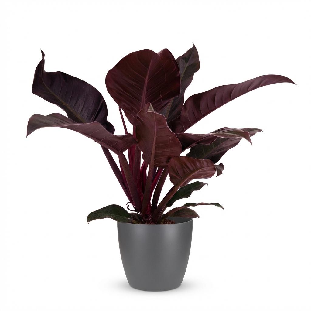 Green boutiQ - Plante d'intérieur - Philodendron - Philodendron Imperial Red - Rouge - Entretien facile - 1 plante - avec pot gris - Pot 19cm - Hauteur 60cm