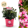 Green boutiQ - Rhododendron nain - Rhododendron Bloombux Magenta - Buis fleuri - Peu d'entretien - Fleur rose - 2 plantes - Pot 17cm - Hauteur 30-40cm
