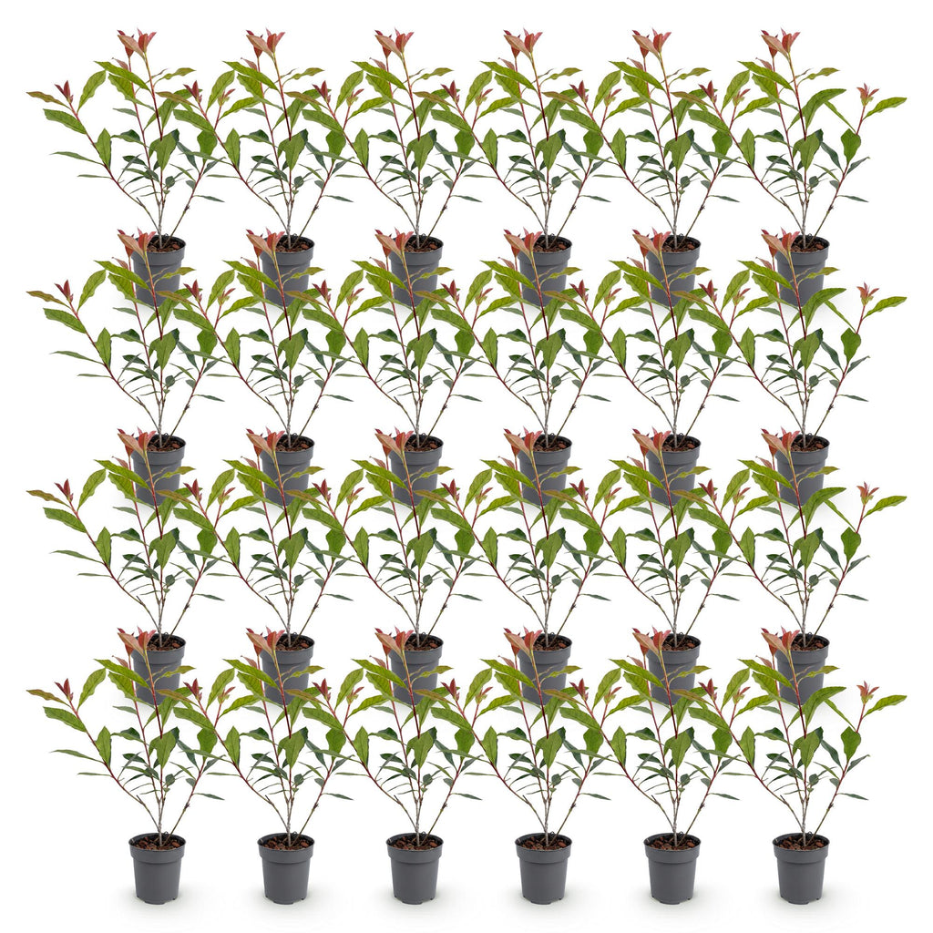 Green boutiQ - 24x Photinia fraseri Carre Rouge - Photinia - Plantes de haie - Persistant - Rouge - Pot 9cm - Hauteur 25-35cm