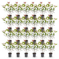 Green boutiQ - 24x Photinia fraseri Carre Rouge - Photinia - Plantes de haie - Persistant - Rouge - Pot 9cm - Hauteur 25-35cm