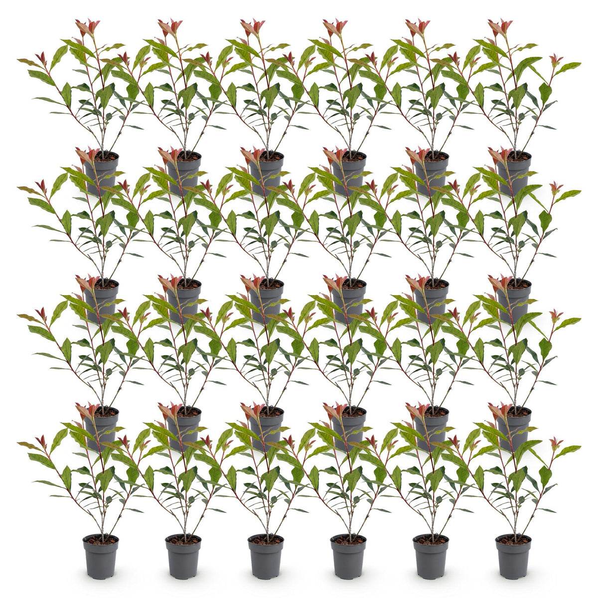 Green boutiQ - 24x Photinia fraseri Carre Rouge - Glansmispel - Haagplanten - Groenblijvend - Rood - Pot 9cm - Hoogte 25-35cm