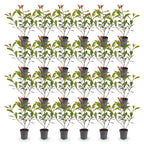 Green boutiQ - 24x Photinia fraseri Carre Rouge - Photinia - Plantes de haie - Persistant - Rouge - Pot 9cm - Hauteur 25-35cm