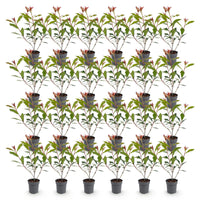 Green boutiQ - 24x Photinia fraseri Carre Rouge - Glansmispel - Haagplanten - Groenblijvend - Rood - Pot 9cm - Hoogte 25-35cm