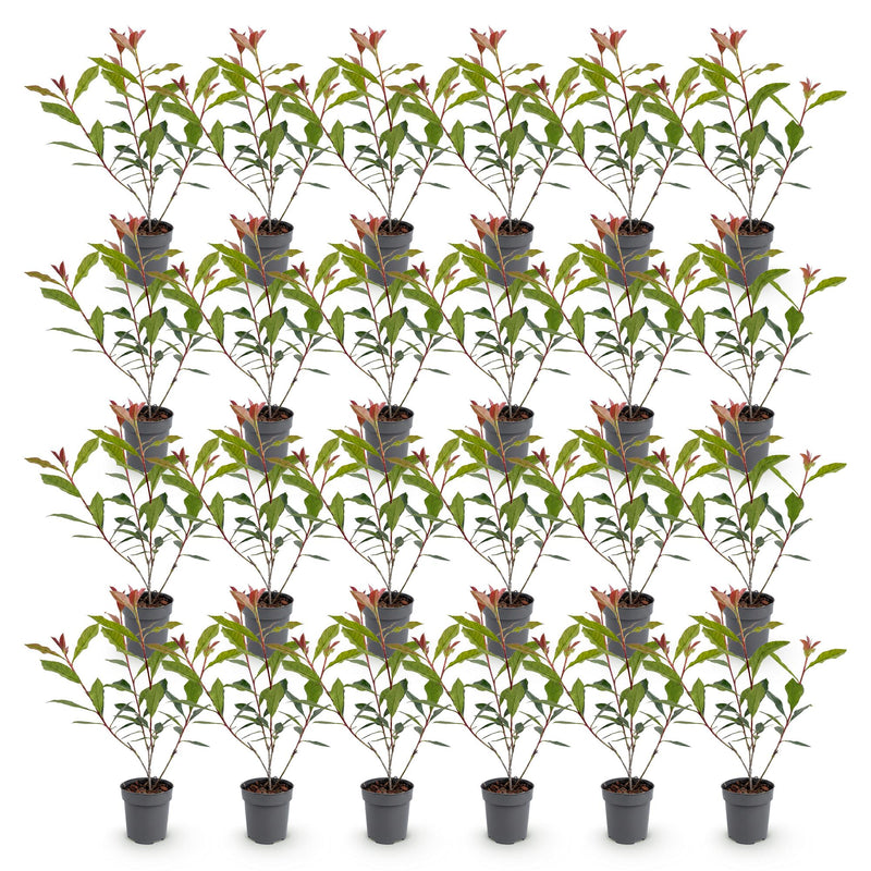 Green boutiQ - 24x Photinia fraseri Carre Rouge - Glansmispel - Haagplanten - Groenblijvend - Rood - Pot 9cm - Hoogte 25-35cm