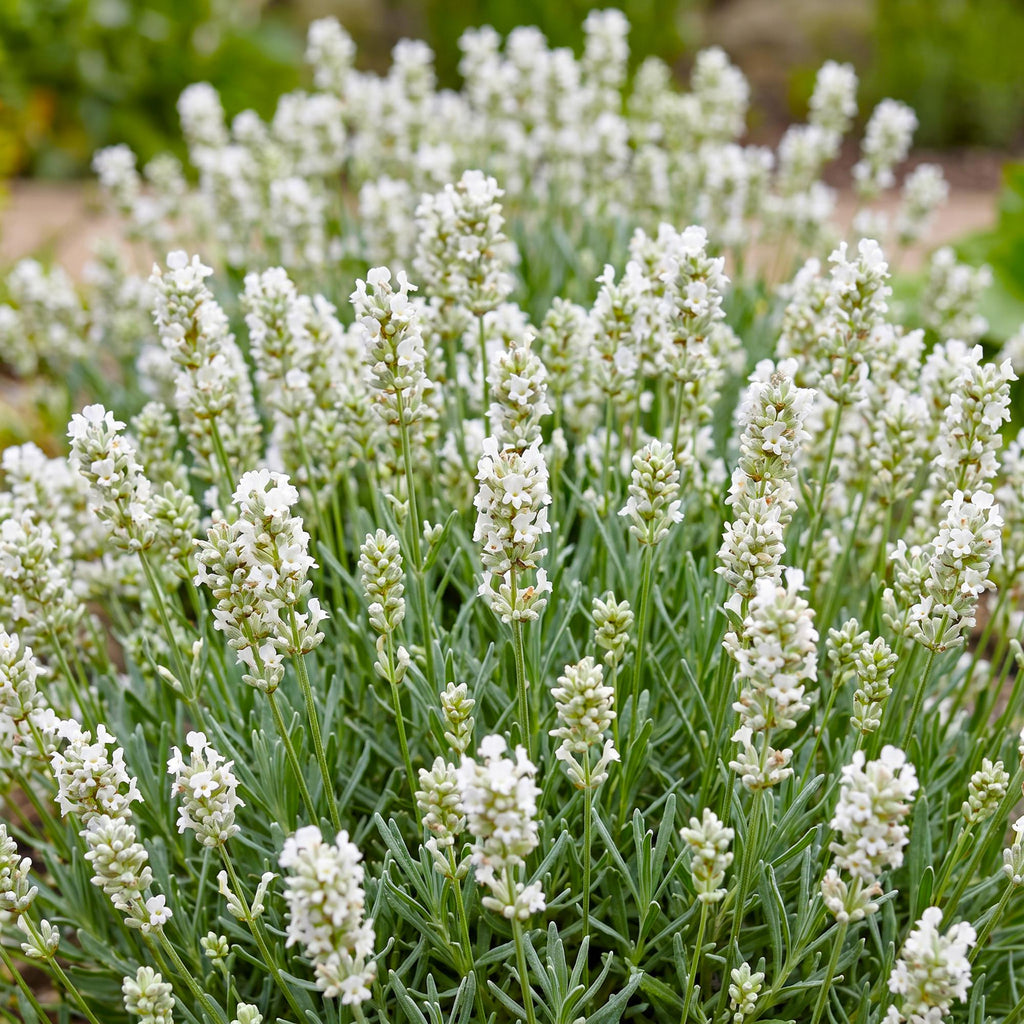 Green boutiQ - Plante vivace - Lavandula ang. Edelweiss - Lavande - Parfumée - Blanc - 1 plante - Pot 11cm - Hauteur 15-25cm
