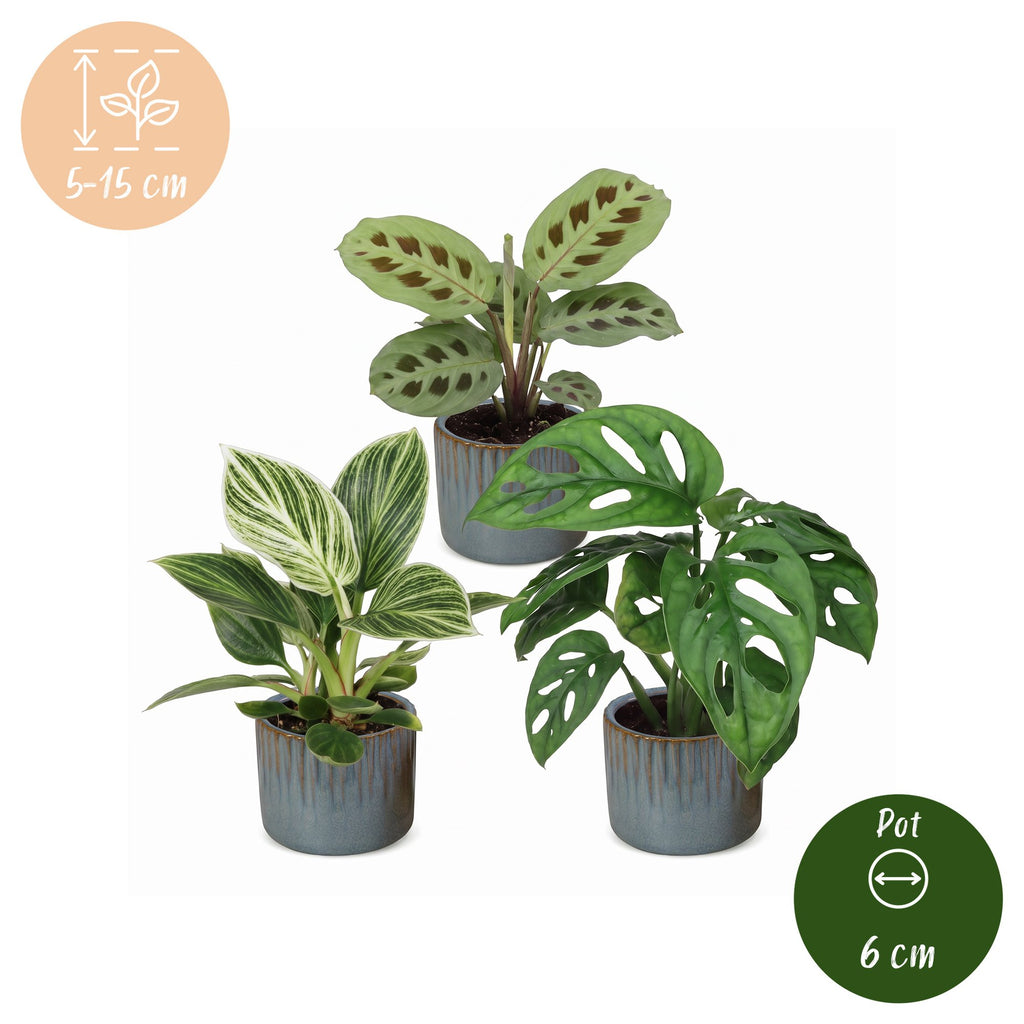 3x Baby Plants Surprise Box - Baby Plants Surprise Box - Various colours - Tropical - incl. Linnea Misty Blue - Ø6cm - ↕5-15cm