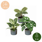 3x Baby Plants Surprise Box - Baby Plants Surprise Box - Various colours - Tropical - incl. Linnea Misty Blue - Ø6cm - ↕5-15cm