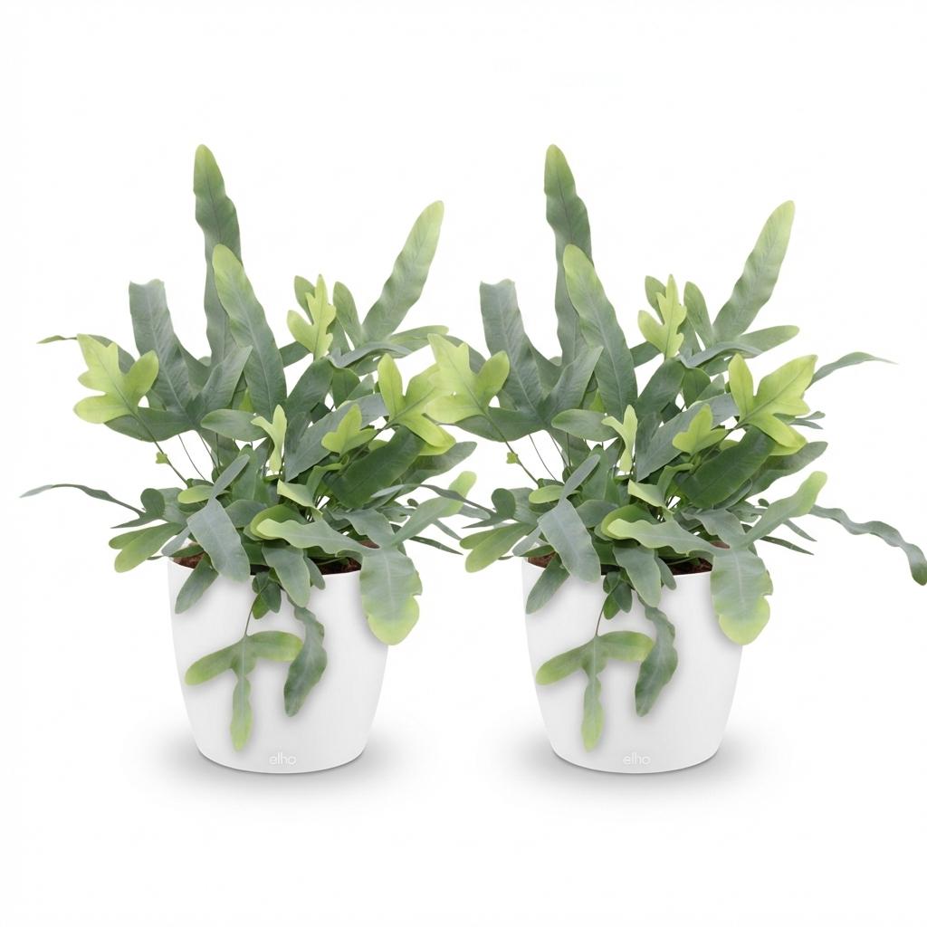 Green boutiQ - Plante d'intérieur - Phlebodium aureum Blue Star - Fougère bleue - Plante adaptée aux animaux domestiques - Bleu - 2 Plantes - avec cache-pot blanc - Pot 12cm - Hauteur 25cm