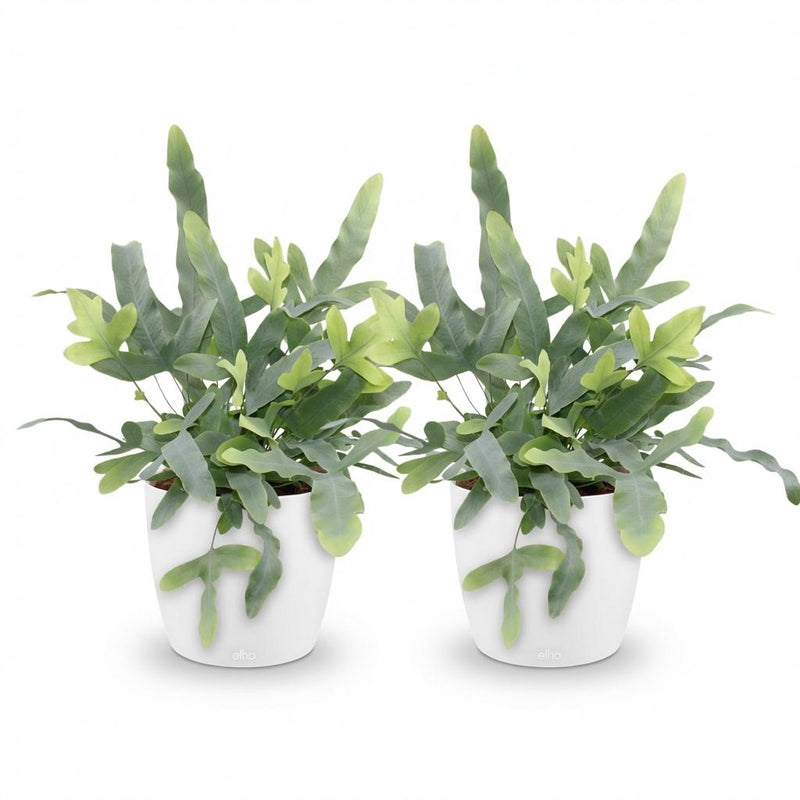 Green boutiQ - Kamerplant - Phlebodium aureum Blue Star - Blauwe Varen - Huisdiervriendelijke Plant - Blauw - 2 Planten - met Potter Wit - Pot 12cm - Hoogte 25cm