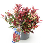 Green boutiQ - Plante de jardin - Leucothoe Colour Diamond - Panaché - 1 plante - Persistant - Peu d'entretien - Pot 17cm Hauteur 45cm