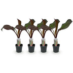 Green boutiQ - Plante fruitière - Bananier - Ensete ventricosum Maurelli - Rustique - 4 plantes - Pot 12cm Hauteur 30cm