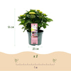 Green boutiQ - Terrassenpflanze - Hortensie - Hydrangea Magical Revolution Pink - Rosa - 6-10 Blüten - 2 Pflanzen - Topf 23 cm Höhe 55 cm