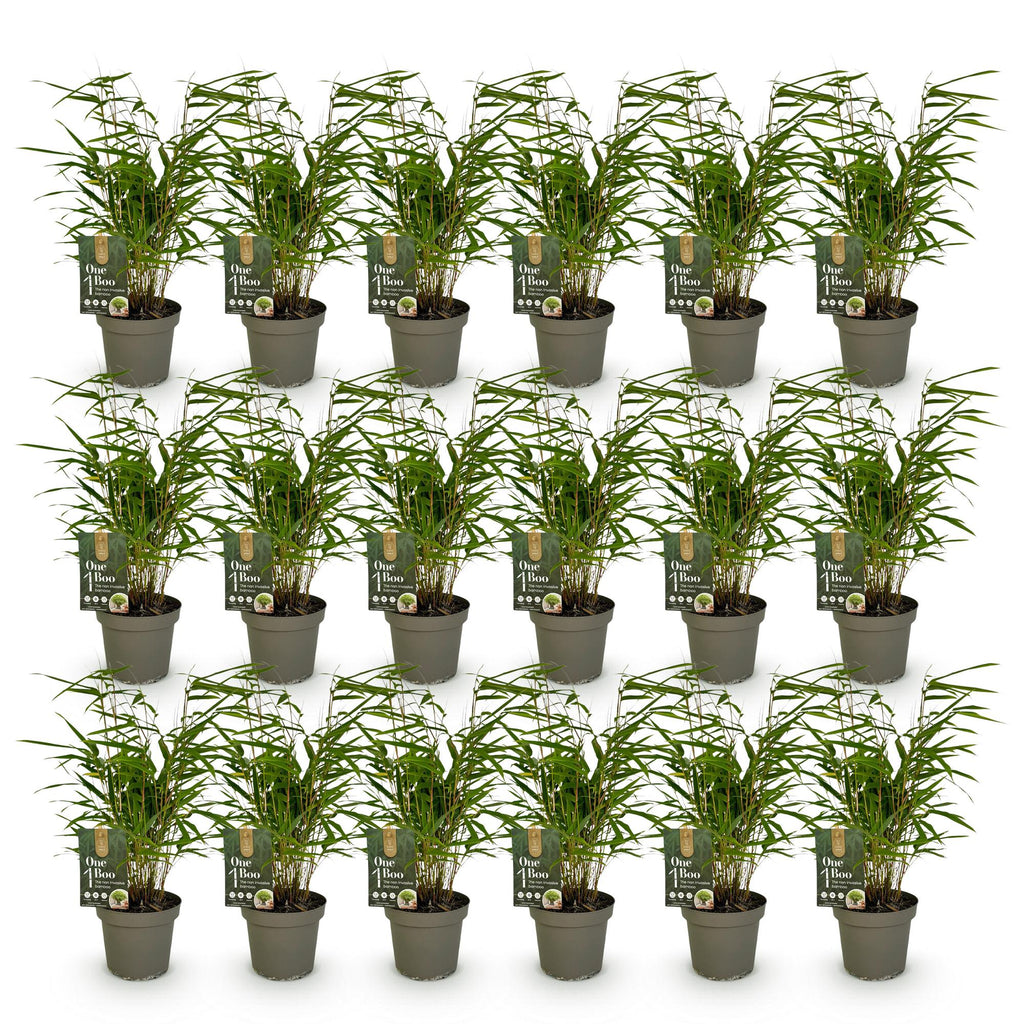 Green boutiQ - Bambou - Fargesia Rufa - Feuillage persistant - Non traçant - Vert - 18 Plantes - Pot 14cm - Hauteur 35cm