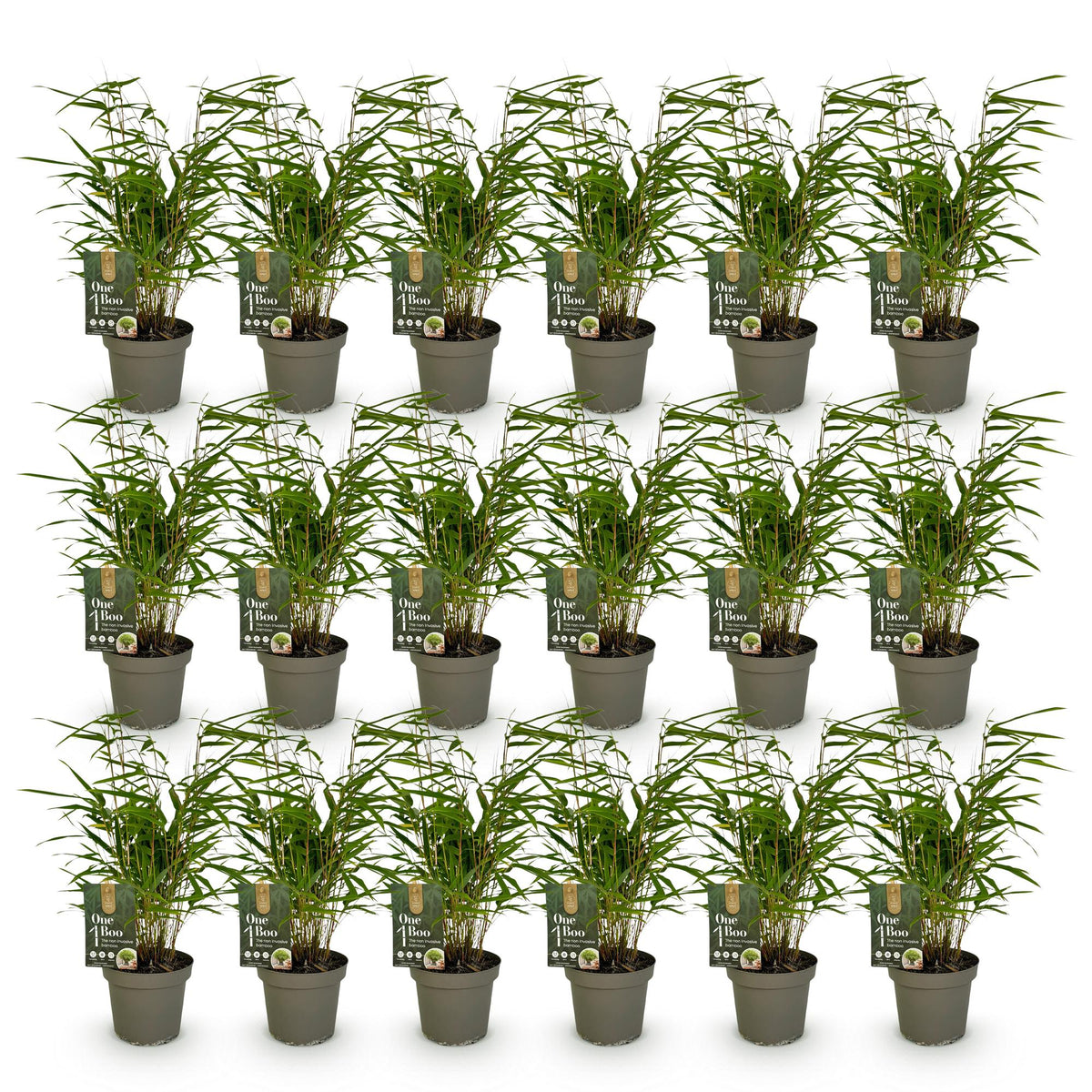 Green boutiQ - Bamboe - Fargesia Rufa - Bladhoudend - Niet Woekerend - Groen - 18 Planten - Pot 14cm - Hoogte 35cm