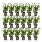 Green boutiQ - Bambou - Fargesia Rufa - Feuillage persistant - Non traçant - Vert - 18 Plantes - Pot 14cm - Hauteur 35cm