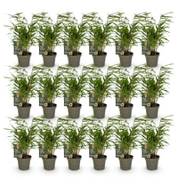 Green boutiQ - Bamboe - Fargesia Rufa - Bladhoudend - Niet Woekerend - Groen - 18 Planten - Pot 14cm - Hoogte 35cm