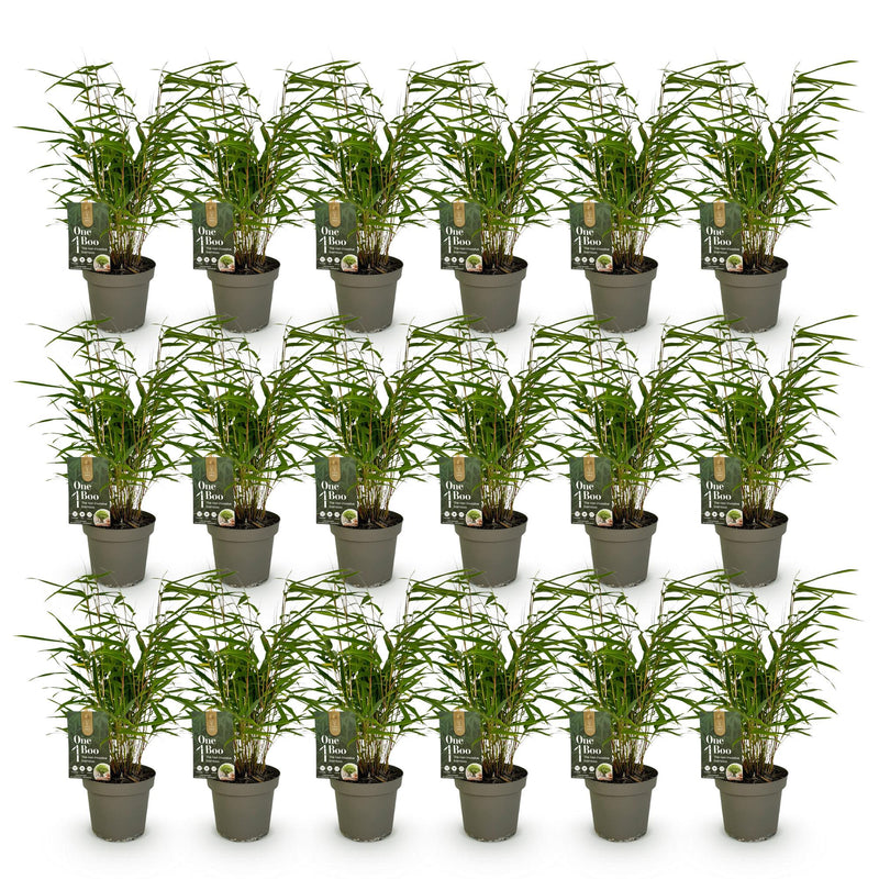 Green boutiQ - Bamboe - Fargesia Rufa - Bladhoudend - Niet Woekerend - Groen - 18 Planten - Pot 14cm - Hoogte 35cm
