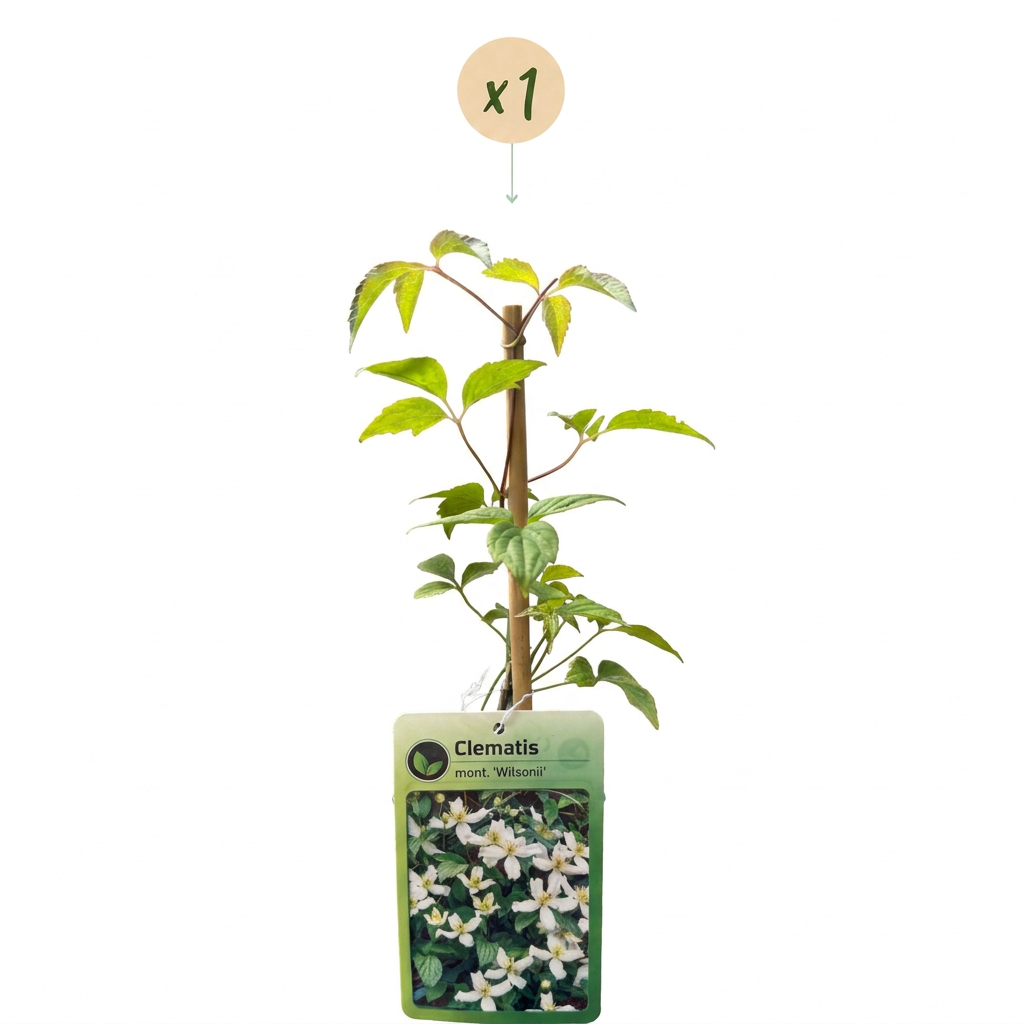 Clematis mont. 'Wilsonii' - Wilson's mountain clematis - White - Climber - Ø9cm - ↕35cm