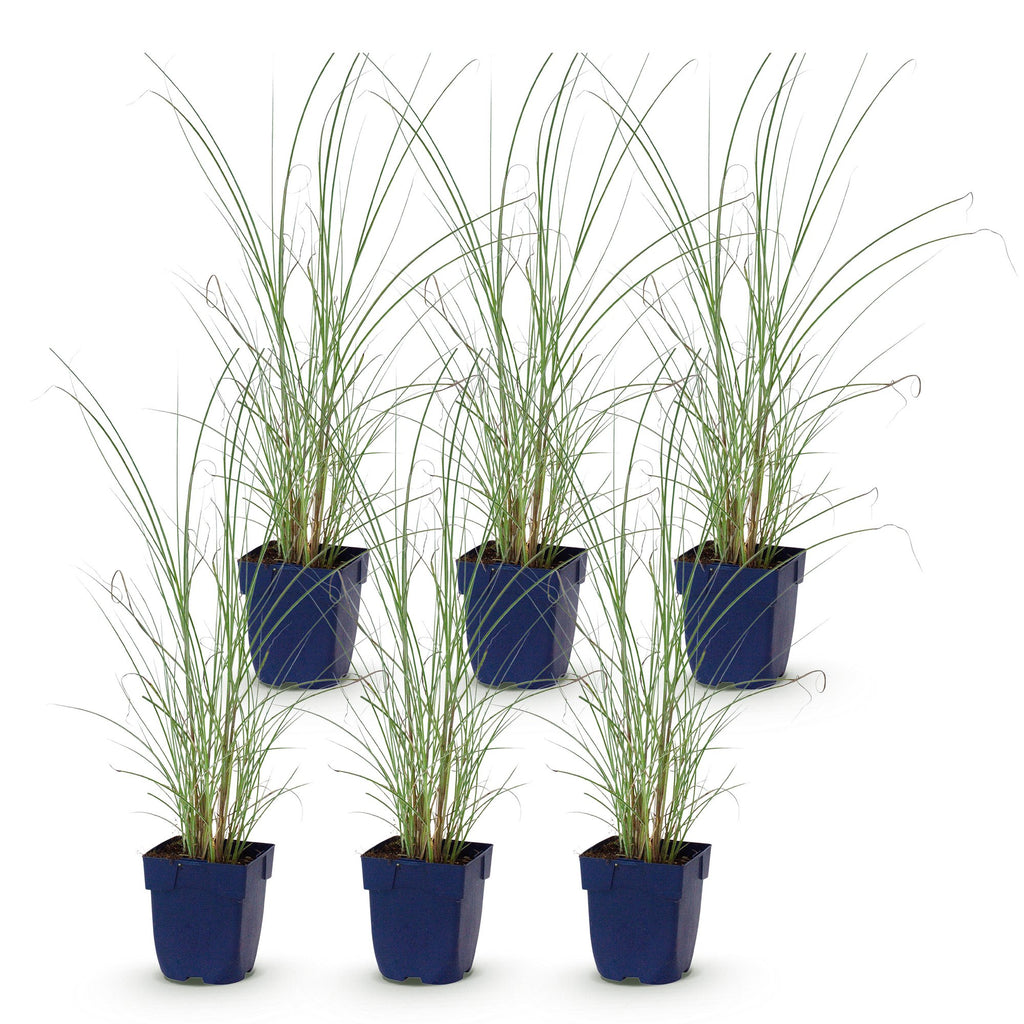 Green boutiQ - Gräser - Miscanthus sin. Morning Light - Pampasgras - Mit Rispen - Silber - 6 Pflanzen - Topf 11cm - Höhe 15-25cm