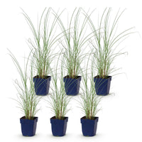 Green boutiQ - Grassen - Miscanthus sin. Morning Light - Pampusgras - Met Pluim - Zilver - 6 Planten - Pot 11cm - Hoogte 15-25cm