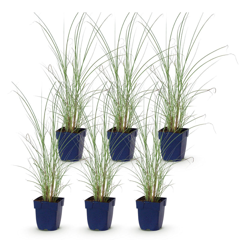 Green boutiQ - Grassen - Miscanthus sin. Morning Light - Pampusgras - Met Pluim - Zilver - 6 Planten - Pot 11cm - Hoogte 15-25cm