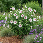 Green boutiQ - Plante de jardin - Hibiscus syriacus Hamabo - Hibiscus de jardin - Rustique - Blanc - Rose - 3 Plantes - Pot 17cm - Hauteur 45cm