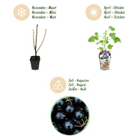 Green boutiQ - Fruitplanten - Jostabes - Ribes Jostabes - Winterhard - 3 Planten - Pot 9 cm - Zwarte Bes