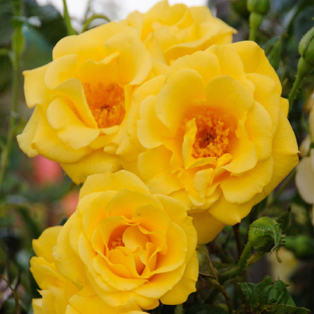 Green boutiQ - Rosier grimpant - Rosa Spring Queen - Fleur jaune - Peu d'entretien - 2 plantes - Pot 11cm Hauteur 40cm