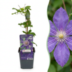 2x Clematis Multi Blue - Clématite - Bleu - Plante grimpante - Ø9cm - ↕35cm